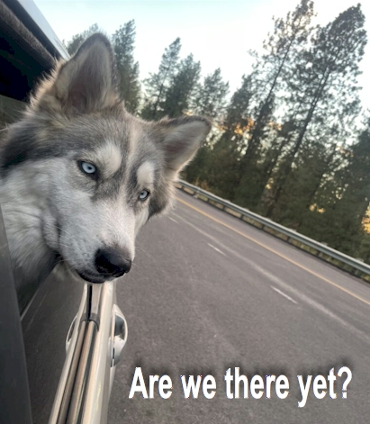 Going for a calm ride.